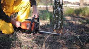 Best Lawn Watering Services  in Adelino, NM