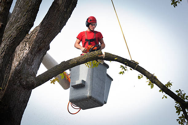 Best Tree Removal  in Adelino, NM