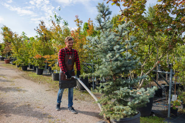 Best Leaf Removal  in Adelino, NM