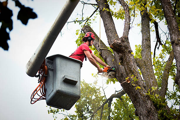 Best Emergency Tree Removal  in Adelino, NM