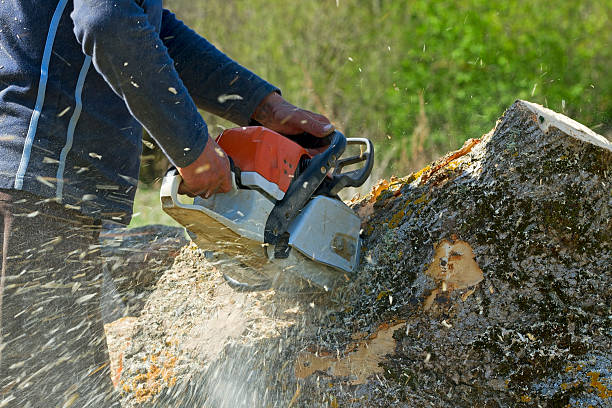 Best Tree Disease Treatment  in Adelino, NM